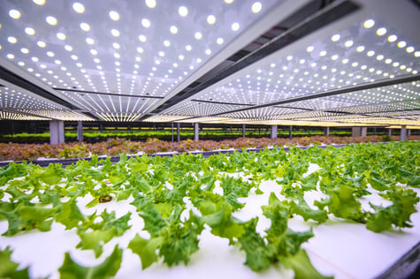 indoor agriculture lettuce