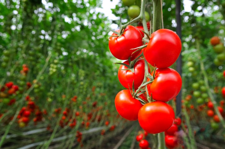 indoor agriculture tomatoes