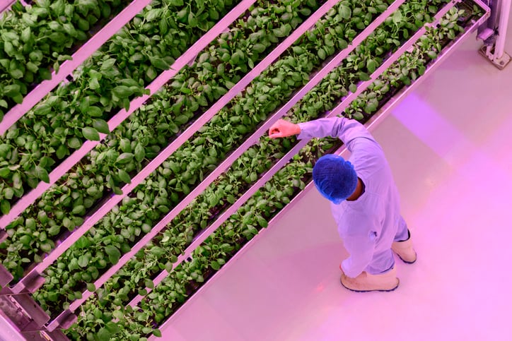 tending to vertical farm